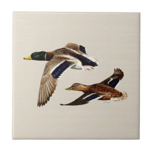Ett par på Mallard Ankor Kakelplatta