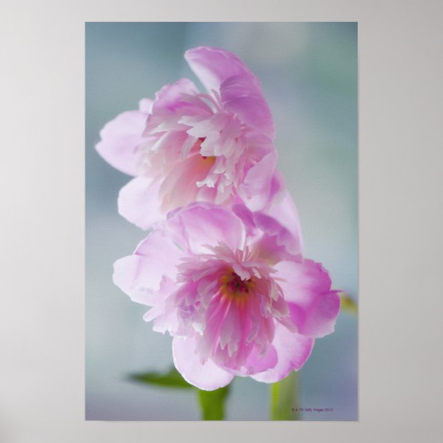 Ett par Rosa Peony Flowers Poster (Framsidan)