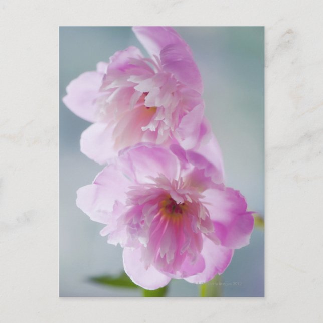 Ett par Rosa Peony Flowers Vykort (Framsida)