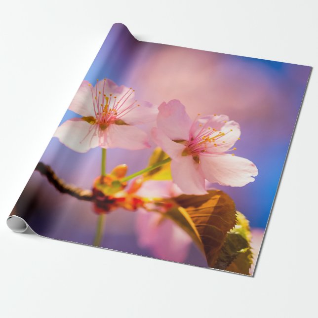 Ett par Sakura Flowers Presentpapper (Utrullad)