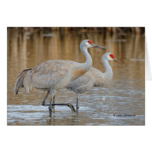 Ett par Wading Underbarare Sandhill Cranes Hälsningskort