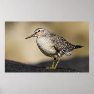 Ett porträtt av en fnurra poster