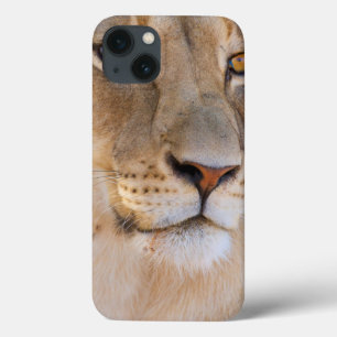 Ett porträtt av en Lioness tittar in i avståndet