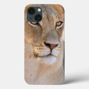 Ett porträtt av en Lioness tittar in i avståndet