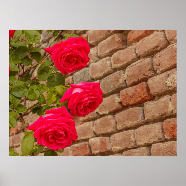 ett ro klättring på en tegelvägg poster (Framsidan)