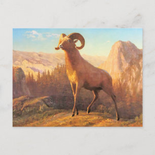 Ett Rocky Mountain Sheep by A. Bierstadt Vykort