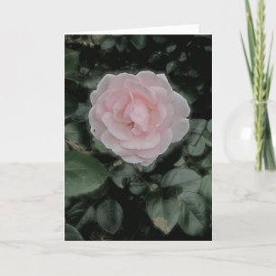 Ett Rosa ros-årskort Kort