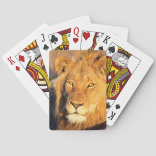 Ett rött Maned lejont som tittar kameran Casinokort
