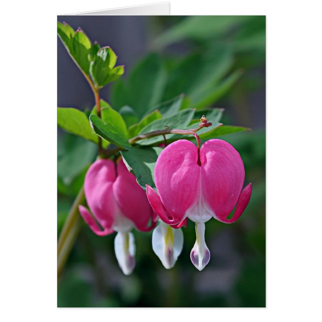 Ett sant hjärta hälsningskort (Framsidan)