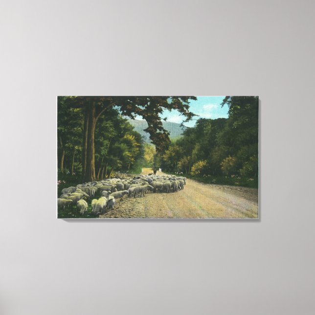 Ett shepherd Leading Sheep på Maine Highway Canvastryck (Framsida)