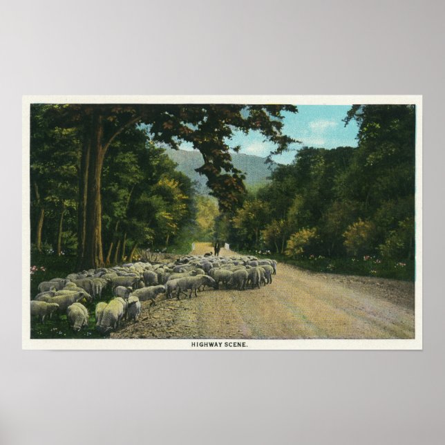 Ett shepherd Leading Sheep på Maine Highway Poster (Framsidan)