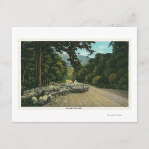 Ett shepherd Leading Sheep på Maine Highway Vykort