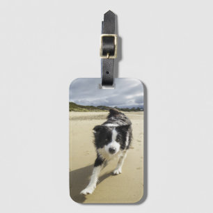 Ett spring för gränsColliehund på stranden Bagagebricka