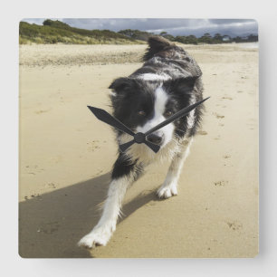 Ett spring för gränsColliehund på stranden Fyrkantig Klocka