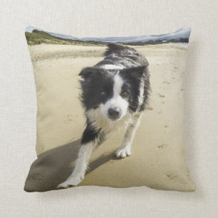 Ett spring för gränsColliehund på stranden Kudde