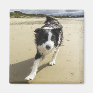 Ett spring för gränsColliehund på stranden Magnet
