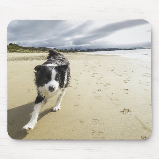 Ett spring för gränsColliehund på stranden Musmatta (Framsidan)