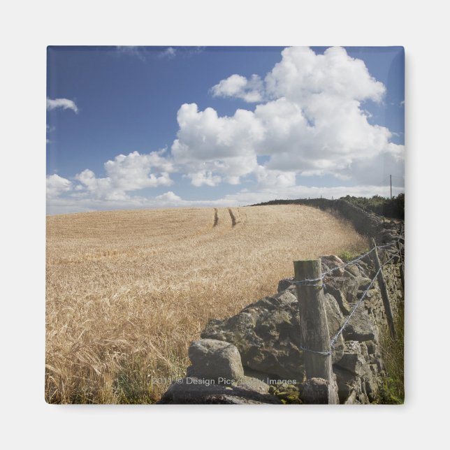 Ett stängslet av barbertråd Byggt vid ett stenstän Magnet (Framsidan)