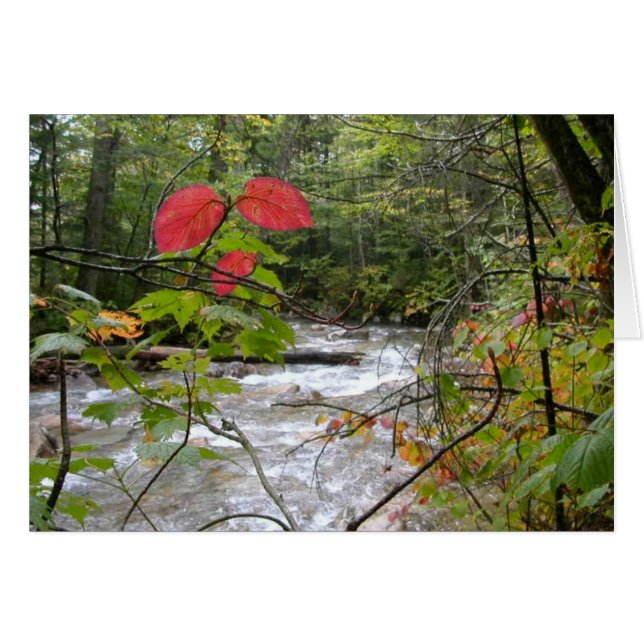 "Ett stänk av rött ", OBS Kort (Framsidan Horizontal)