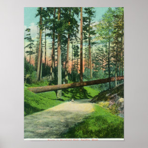 Ett stupat träd på skogsmarken parkerar plats poster