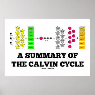 Ett summariskt av Calvinen cyklar (Photosynthesis) Poster