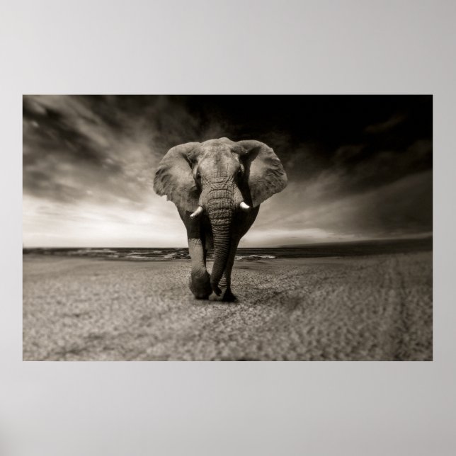 Ett svart och vitt foto av en afrikansk elefant. poster (Framsidan)