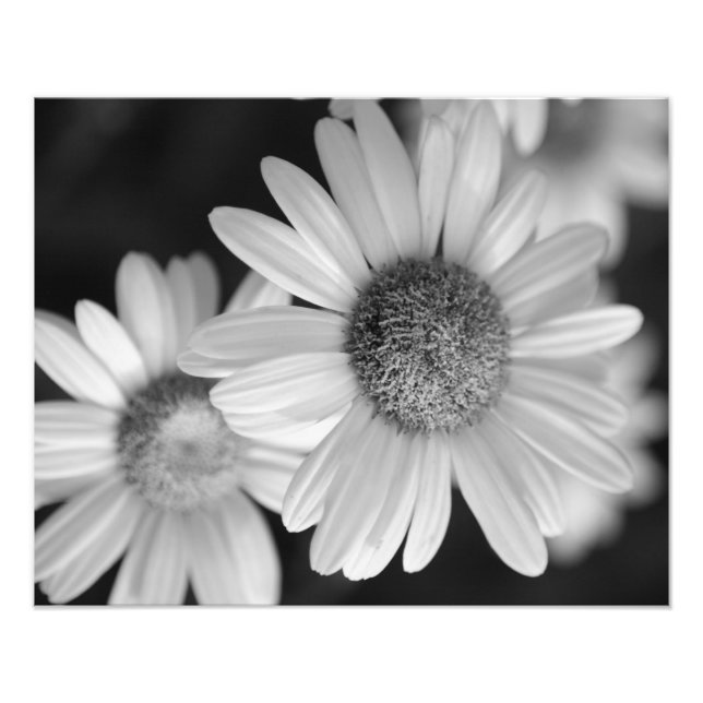 Ett svart och vitt foto av en blomma (Framsidan)