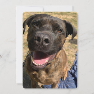 Ett tack till er, lycklig Bull Mastiff kor Kort