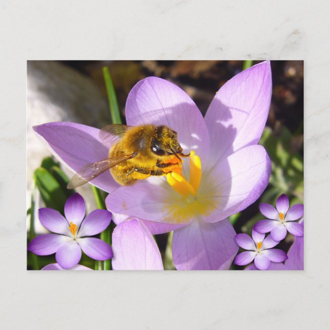 ETT TASTE AV VÅR! Anpassningsbar Vykort (Framsida)