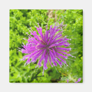 Ett tips på magnet Z "Fuschia Burst"