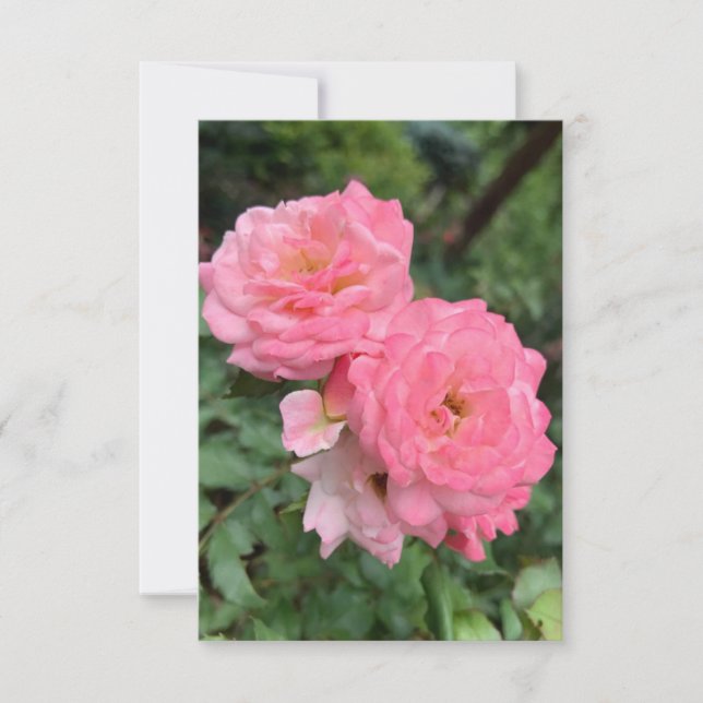 Ett tips på Z-kortet "Rosa ros" Tack Kort (Framsida)