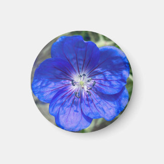 Ett tips på Z-magnet "Blå Blommigt" Magnet