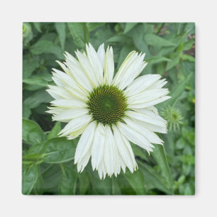 Ett tips på Z-magneten "Vit Daisy och Grönt" Magnet