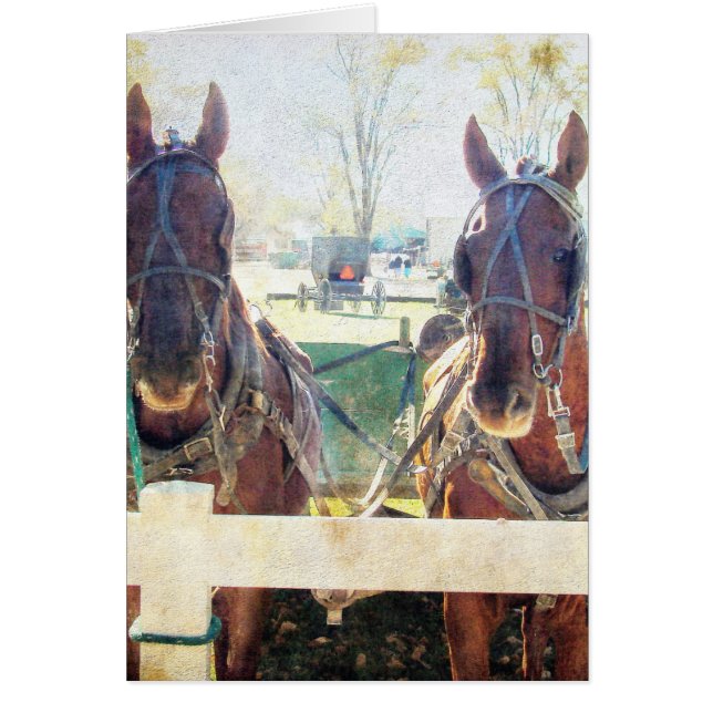 Ett två hästteam hälsningskort (Framsidan)
