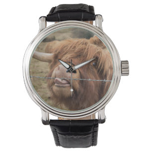Ett underbart fotograferar av en höglands- ko armbandsur