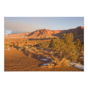 Ett Utah-enbärsträd (Juniperus osteosperma) i 2 Fototryck