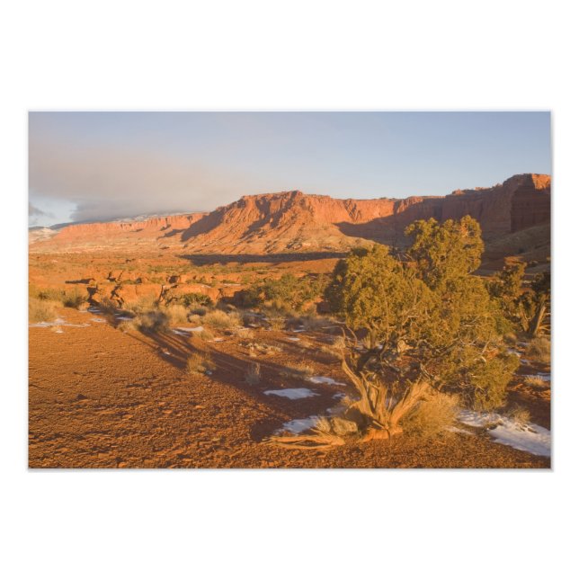 Ett Utah-enbärsträd (Juniperus osteosperma) i 2 Fototryck (Framsidan)