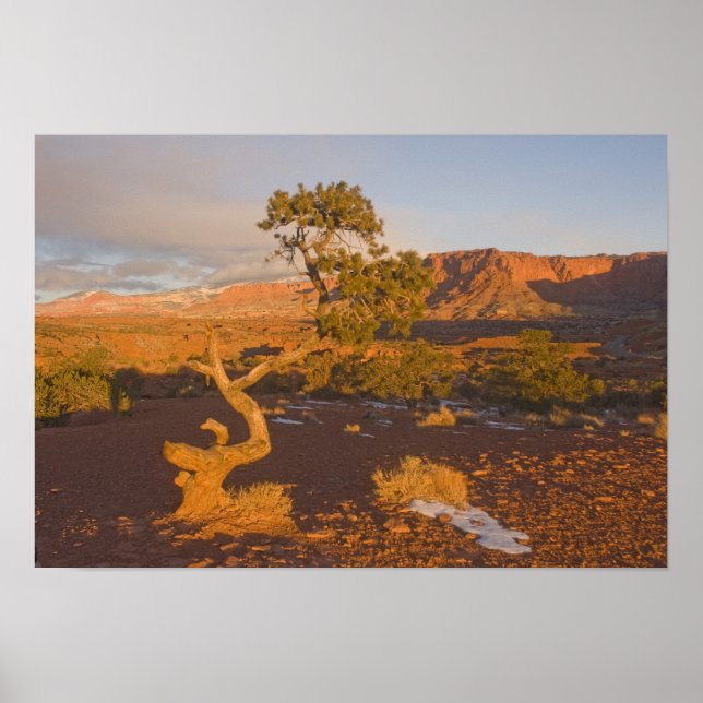 Ett Utah-enbärsträd (Juniperus osteosperma) i Poster (Framsidan)