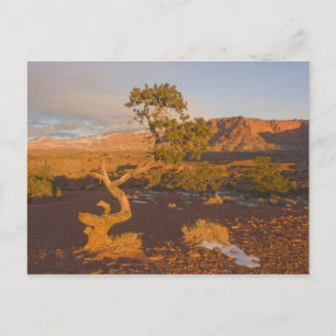 Ett Utah-enbärsträd (Juniperus osteosperma) i Vykort