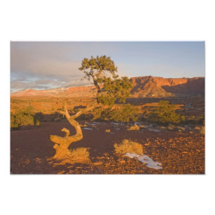 Ett Utah-ene (Juniperus osteosperma) träd i Fototryck
