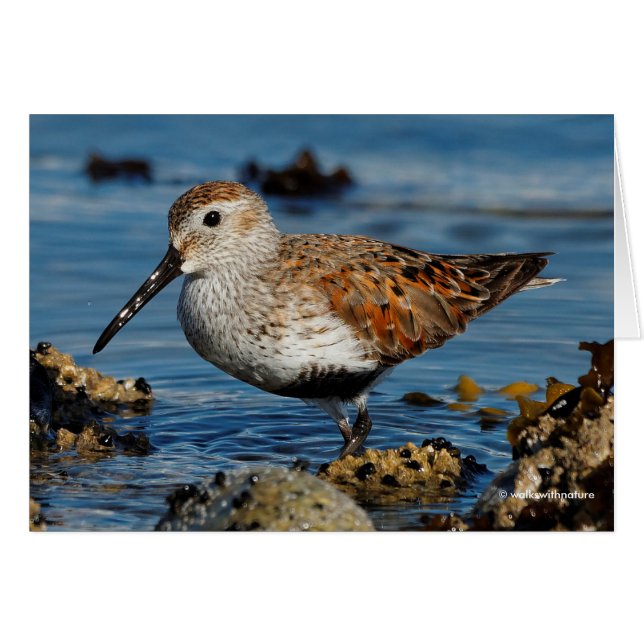 Ett vackert Dunlin Goes Solo Card Hälsningskort (Framsidan Horizontal)