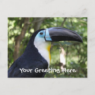 Ett vackert Toucan-foto Vykort