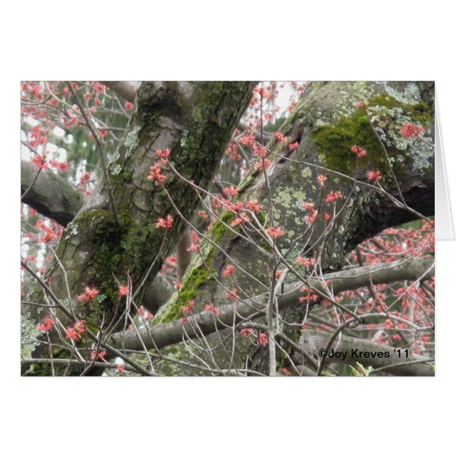 Ett vackert Vår-blankkort Hälsningskort (Framsidan Horizontal)