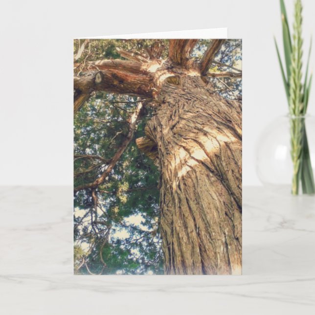 Ett vackrast träd kort (Framsida)