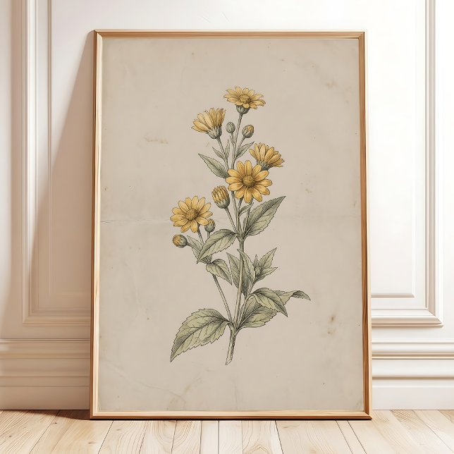 Ett vintage Melampodium blommaväggkonsttryck Poster (Skapare uppladdad)
