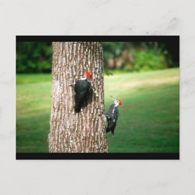 Ett vykort av en pileated Woodpeckers (Framsida)