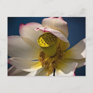 Ett vykort för Lotus Blommar