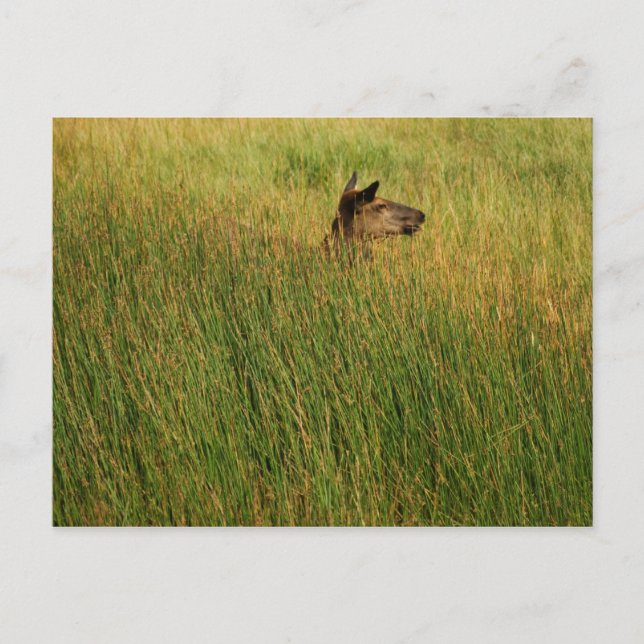 Ett vykort för snabbspets (Framsida)