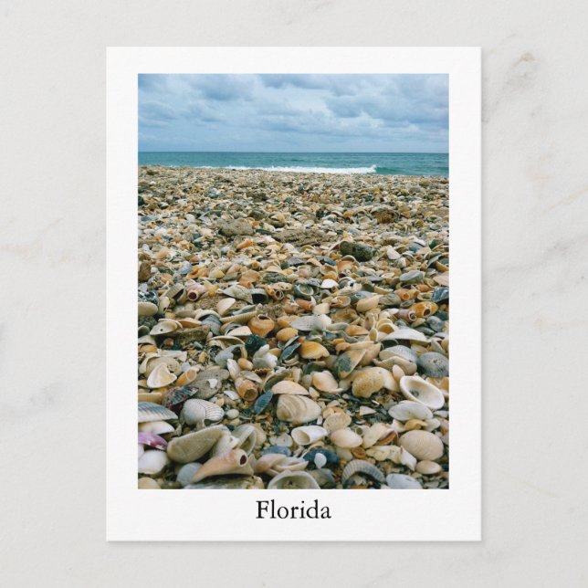 Ett vykort från en Florida, USA-strand med snäckor (Framsida)