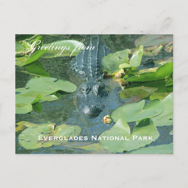 Ett vykortshälsning från Everglades National Park Vykort (Framsida)